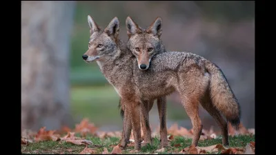 Si tu rates ton bus, tu...