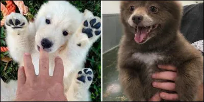 Ces petits animaux sont ...