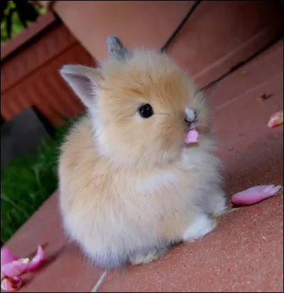 Ce petit animal est ...