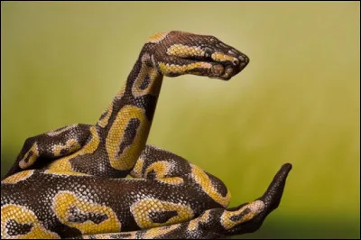 Qu'est-ce donc que ce serpent ?
