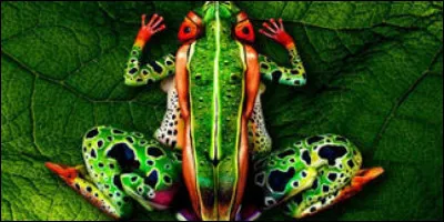 Identifiez l'animal de la photo !