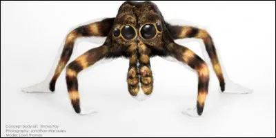 Cette araignée est venimeuse !