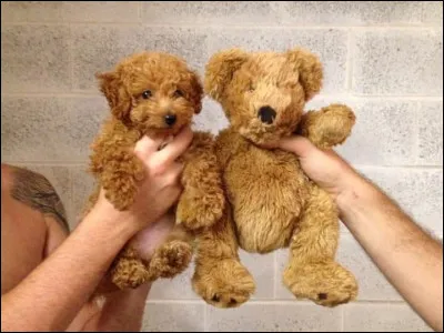 Sur cette photo, on voit ...