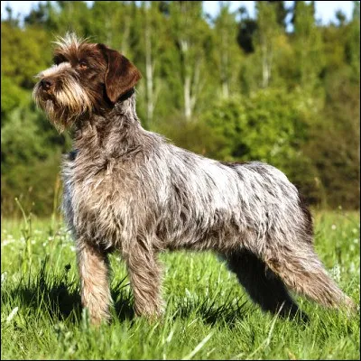 Quel monstre légendaire donne son nom à plusieurs races de chiens de chasse ?