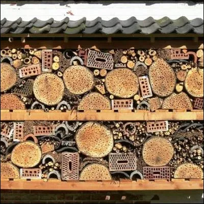 Quel habitat animalier aussi vaste que la Grande-Bretagne a été découvert au Brésil en 2018 ?