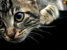 Quiz Animaux