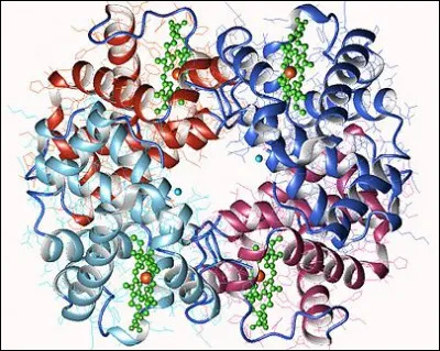 Chimie bioinorganique - Quel élément la métalloprotéine hémoglobine contient-elle ?
Indice : en avoir une carence est source d'anémie