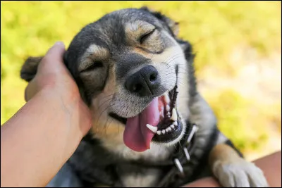 Quel animal préfères-tu ?