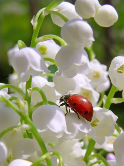 L'odeur du muguet éloigne...