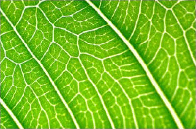 C'est grâce aux rayons du soleil que la chlorophylle reçoit de l'énergie.