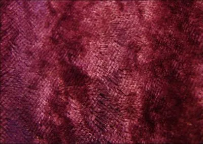 La pourpre est une matire colorante scrte par ...