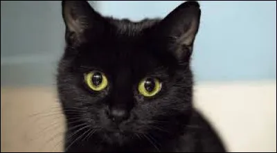 As-tu, connais-tu ou vois-tu souvent des chats noirs ?