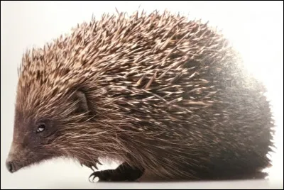 Comment s'appelle cet animal ?