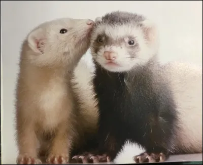 Comment s'appelle cet animal ?