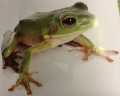 Comment s'appelle cet animal ?