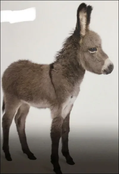 Comment s'appelle cet animal ?