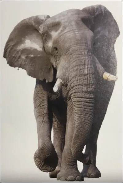 Comment s'appelle cet animal ?