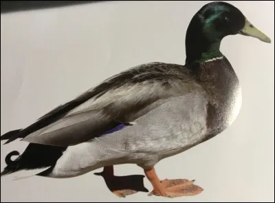 Comment s'appelle cet animal ?