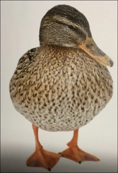 Comment s'appelle cet animal ?