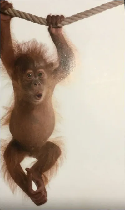 Comment s'appelle cet animal ?