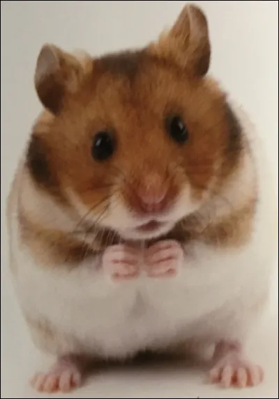 Comment s'appelle cet animal ?