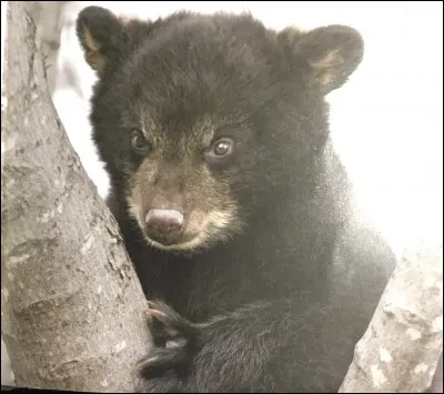 Comment s'appelle cet animal ?