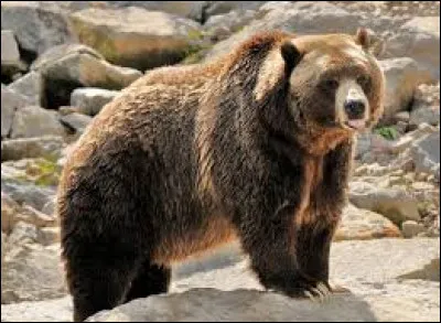 Dans quelle région du monde peut-on encore trouver des grizzlis aujourd'hui ?