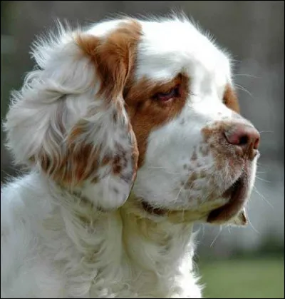 Quelle est la race de ce chien ?