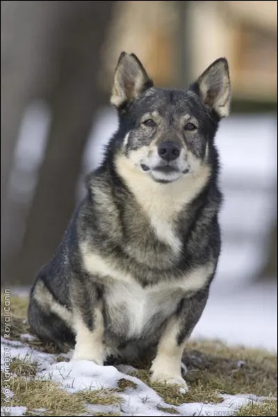 Celui-ci est considéré comme le symbole canin de la Suède. Comment s'appelle-t-il ?