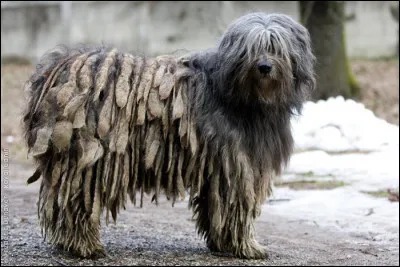 Tu ne rêves pas, c'est bien un chien ! Quel est son nom ?