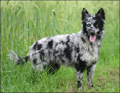 Chien de berger d'origine hongroise, il est encore peu répandu dans le monde. Il s'appelle...