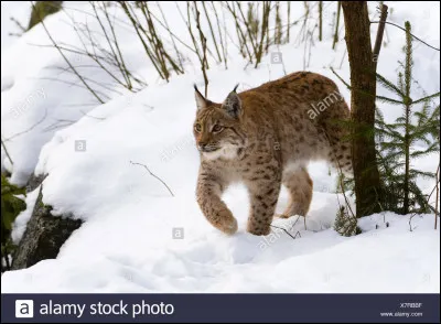 Quel est ton animal préféré ?