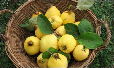 Le coing est le fruit du cognassier.