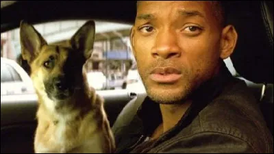 Sam, magnifique berger allemand, partage la vedette avec Will Smith dans le film :