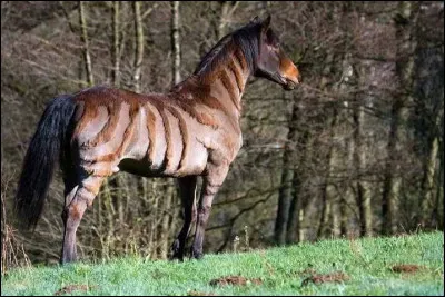 Qui est l'auteur de cette poésie : Le Cheval ?