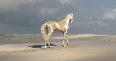 Durant les guerres qu'il mena, Napoléon utilisa plusieurs dizaines de chevaux, mais l'un d'entre eux fut son préféré !