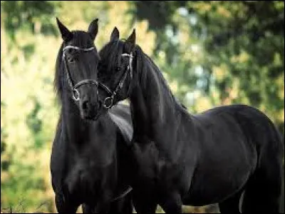 Sur quoi pouvez-vous être à cheval ?