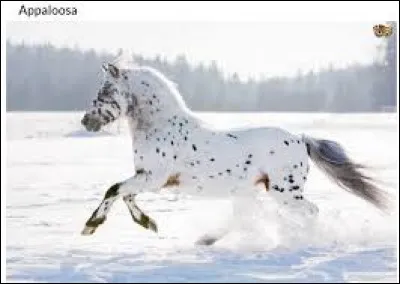 Dans la mythologie grecque, qui est Hippalectryon ?