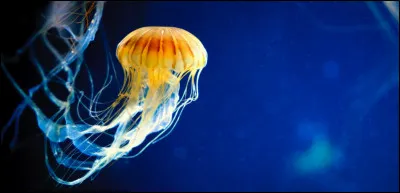 Les cnidaires appartiennent au règne animal.