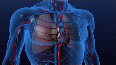 Le diaphragme sépare la cavité thoracique de la cavité abdominale.