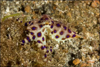 Ce dangereux céphalopode produit une salive hautement toxique, capable de tuer un humain. Quel est son nom ?