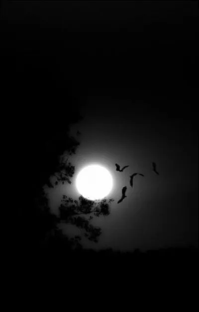 Comment dit-on "bonne nuit" en allemand ?