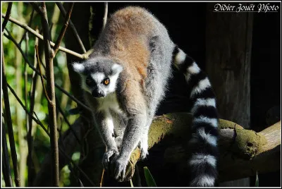 Le L&eacute;mur catta est un animal nocturne et diurne &agrave; la fois.
