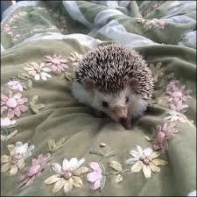 A quel point aimes-tu les animaux ?