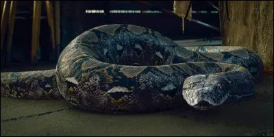 Comment s'appelle le serpent de Voldemort ?