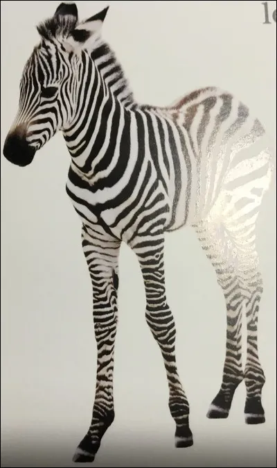 Comment s'appelle cet animal ?