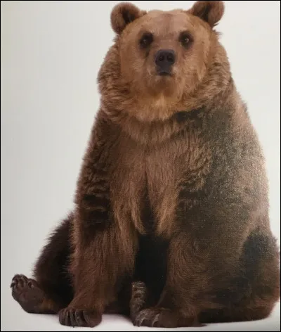 Comment s'appelle cet animal ?