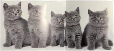 Comment s'appellent ces animaux ?