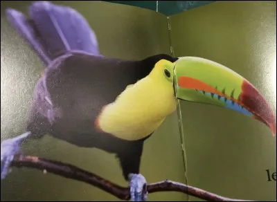 Comment s'appelle cet animal ?