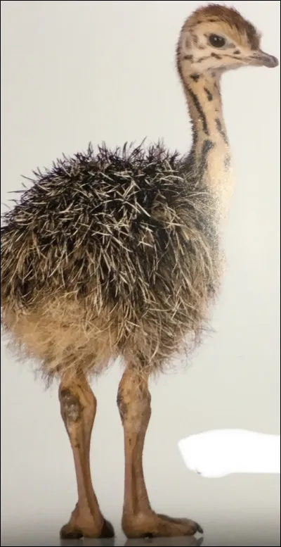 Comment s'appelle cet animal ?